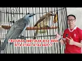 Download Lagu KUPAS TUNTAS BURUNG TRUCUKAN OMBYOKAN YANG BIKIN HATI SENANG 🤩 ada disini semua 