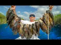 Most INVASIVE Fish in FLORIDA Catch Clean Cook Tiger Oscar