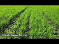 Download Lagu Vidio Drone : Beda SPM DAN kONVENSIONAL !! SPM adaptif kekeringan !! Kamang Hilia Kab. Agam
