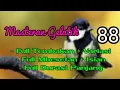 Download Lagu Masteran gelatik batu durasi panjang full isian full tembakan