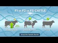 F1 F2 F3 Cattle The Genetic Secret to a Perfect Herd