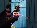 Download Lagu Suara Burung beo gacor cerewet #shorts
