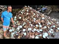 Download Lagu Samal island | never seen so many coconuts in my life | beautiful island 🏝