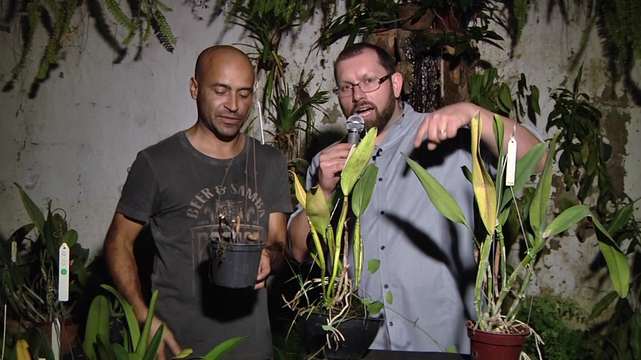 COMO IDENTIFICAR PROBLEMAS COM FUNGOS / ORQUÍDEAS EM AÇÃO