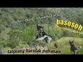 Download Lagu MANIH TABU SAMPAI KA UJUANG tanjuang barulak pubanam