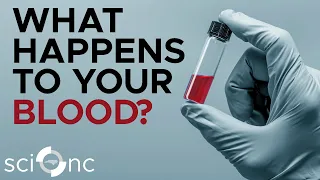 What Happens to Your Blood Test