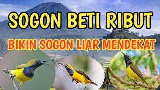 suara pikat sogon betina genit bikin sogon liar merapat birds 