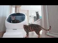 I Stress Tested the Petlibro Luma Smart Litter Box With 4 Cats