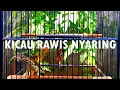 Download Lagu KICAU CUCAK RAWIS COCOK UNTUK PANCINGAN BURUNGMU YANG MANDEK