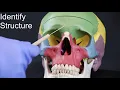Skull Quiz Part I Frontal Parietal Temporal and Occipital Bones
