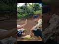 Download Lagu GARA GARA BAGI HASIL JAGUNG VIRAL ...!!!