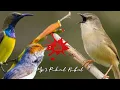 Download Lagu Suara Burung Ribut 100% Ampuh Untuk Pikat