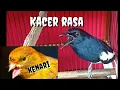 Lagu Kacer rasa kenari-kacer isian kenari