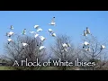 A Flock of White Ibises