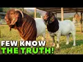 Why are Boer goats so popular
