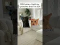 Download Lagu Cat meme😹 When I told my grandma that I'm sick #cat #meowmemes #catmeme #funny
