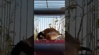 أتمتع بالحاضر قلقول خلوي 