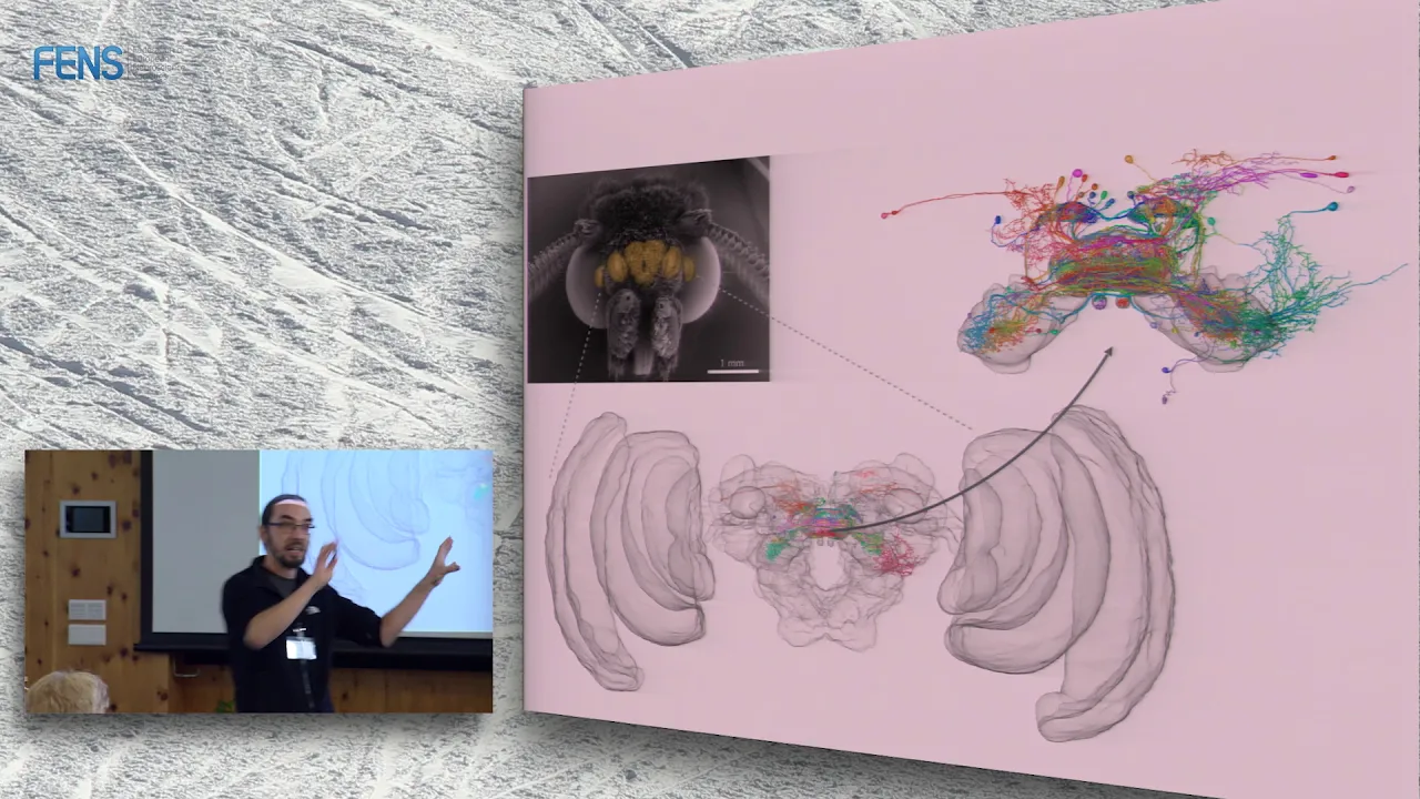 Stanley Heinze on The insect central complex - a conserved brain center for navigation