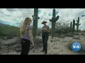 Saguaros Arizona s Iconic Cacti