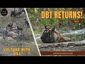 Download Lagu Spotted Again: DB1 Tiger \u0026 Vulture Kill Scene! | EP4 | Kanha National Park | Travel From Home | 2025