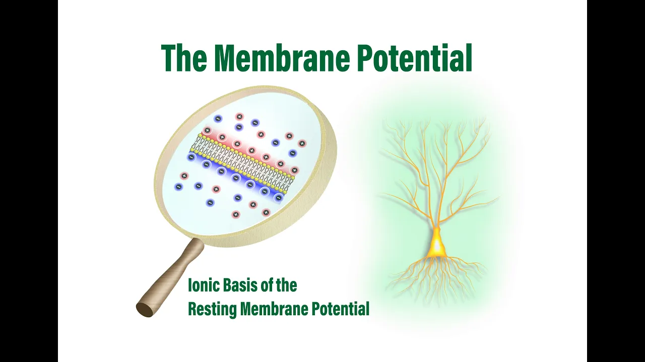 The Membrane Potential: Ionic Basis of the Resting Membrane Potential