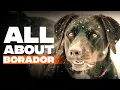 Border Collie Lab Mix Borador Dog Breed Info