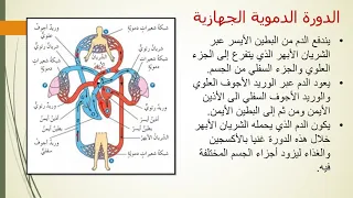 الدورة الدموية  الدورة الدموية