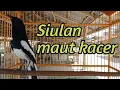 Download Lagu Pancingan siulan kacer bisa memulihkan kacer stress jadi kembali ke performa sebelumnya