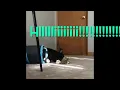 NALA BUNNY Hopping around