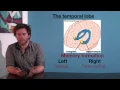 VCE Psychology - The Temporal Lobe