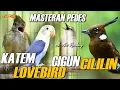 Download Lagu KAPAS TEMBAK GACOR - CIBLEK GUNUNG - LOVEBIRD - CILILIN