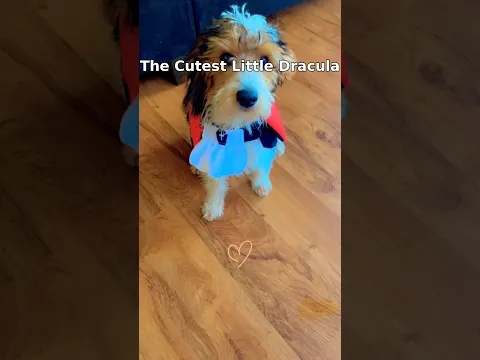 My Puppy Turned Into the Cutest Little Dracula! 🧛‍♂️🐶🎃 #shorts