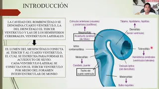 EMBRIOLOGÍA: SISTEMA NERVIOSO CENTRAL