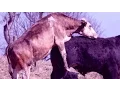 Cow giving massage to a donkey
