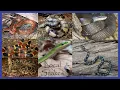Local SC Snakes - Venomous and Non-Venomous Snakes