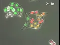 Colorimetric visualization of the cell cycle