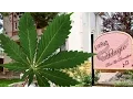 Bud Breakfast Cashes in on Weed Tourism in Colorado