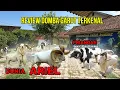 Download Lagu MEWAH!?! Review Domba Garut Paling Ternakenal Se Indonesia | PDP JAGAT JUNIOR