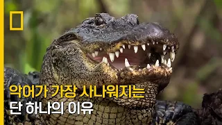 악어가 가장 사나워지는 단 하나의 이유