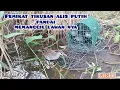 Download Lagu Suara burung tikusan alis putih