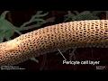 The Blood Brain Barrier s Role in Neurodegeneration