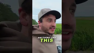 تا جایی که چشم کار می کند ذرت  تا حالا همچین چیزی ندیده بودم  دندنها