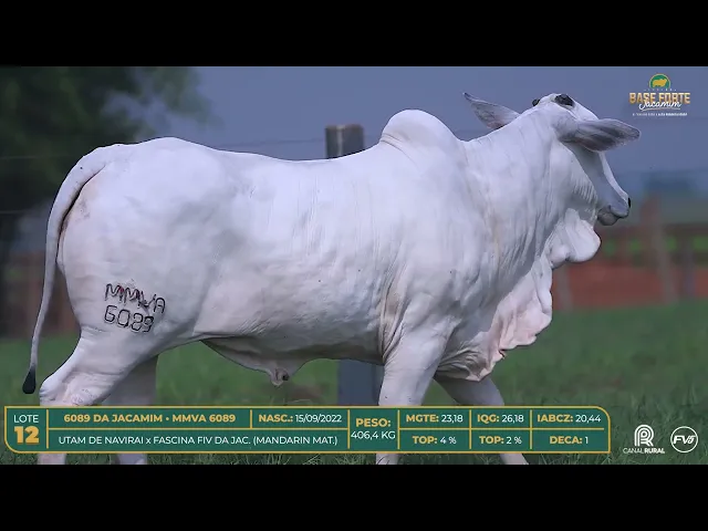 Novilha Nelore MMVA-6089