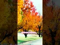 Download Lagu Autumn colours in Coldstream #coldstream #autumn #leaves #victoria