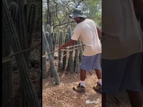 Putting up Cactus fence #cactus cactu