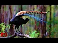Lyrebird, Burung Ini Dengan Sempurna Menirukan Suara : Gergaji Mesin, Bayi Menangis, Dan Kamera !!!