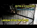 Download Lagu CARA PERAWATAN CIBLEK SAWAH AGAR CEPAT GACOR || PALING AMPUH DENGAN CARA INI.