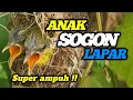 Download Lagu Suara Anak Sogon lapar‼️Pikat Sogon super ampuh‼️