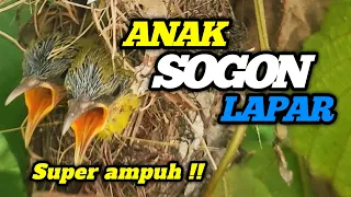 suara anak sogon lapar pikat sogon super ampuh 