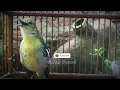 Download Lagu Suara Lantang dan Jernih Sirtu Cipoh Nyiul Untuk Masteran Burung